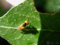 /album/diptera/mosca-metalica-microchrysa-flaviventris-1-jpg/